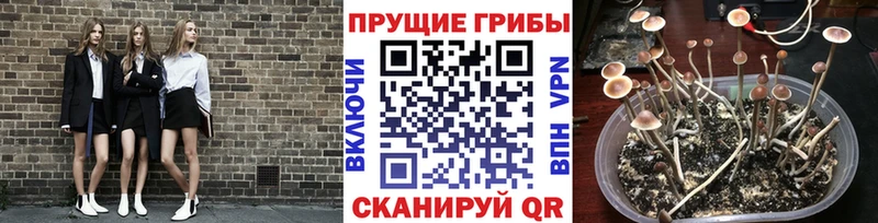Псилоцибиновые грибы мухоморы Терек